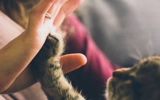 Animal Communication: Understanding and Connecting with Our Animal Companions